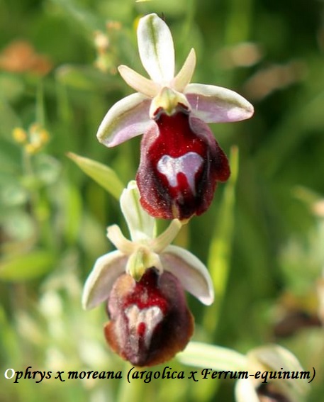 Orchidee dell''Epiro e del Peloponneso